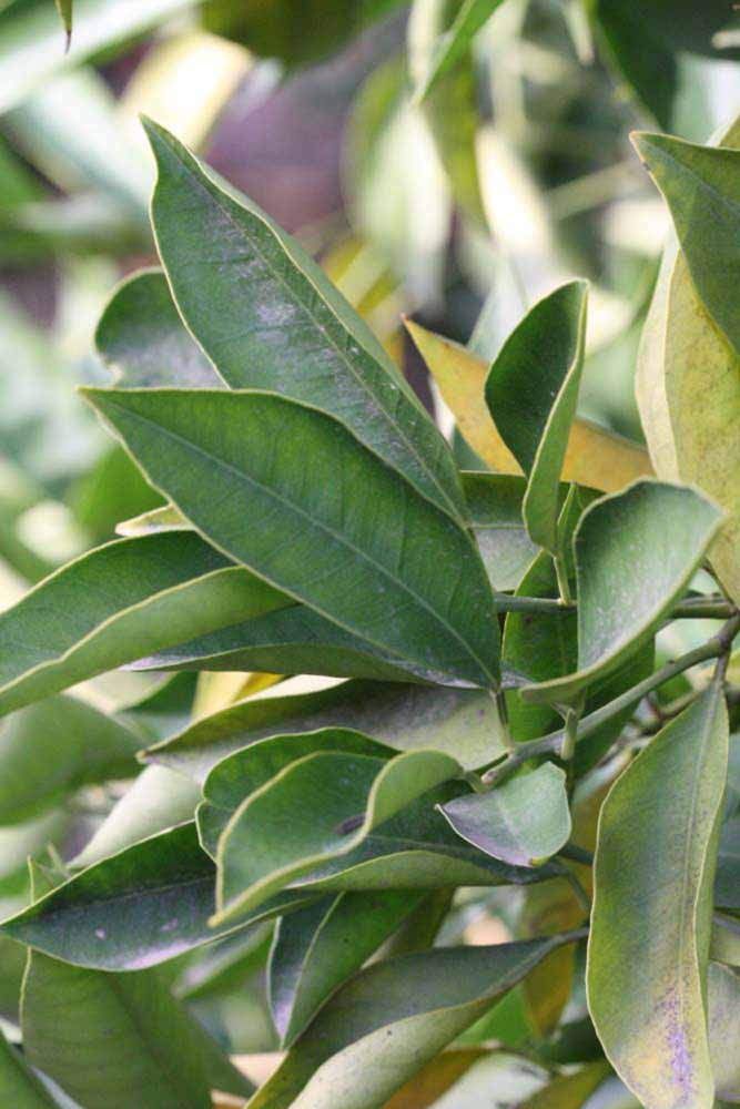            Sun leaves (Rotuma Island, Riverside, CA)   